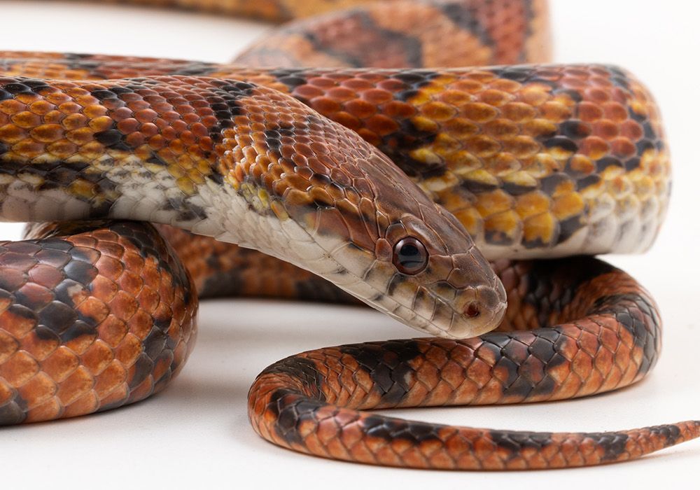 How Do Snakes Move Without Legs? | Smithsonian Voices | National Zoo ...