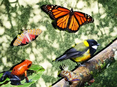 Monarchs, some frogs and other animals feed on toxic plants or bugs for protection