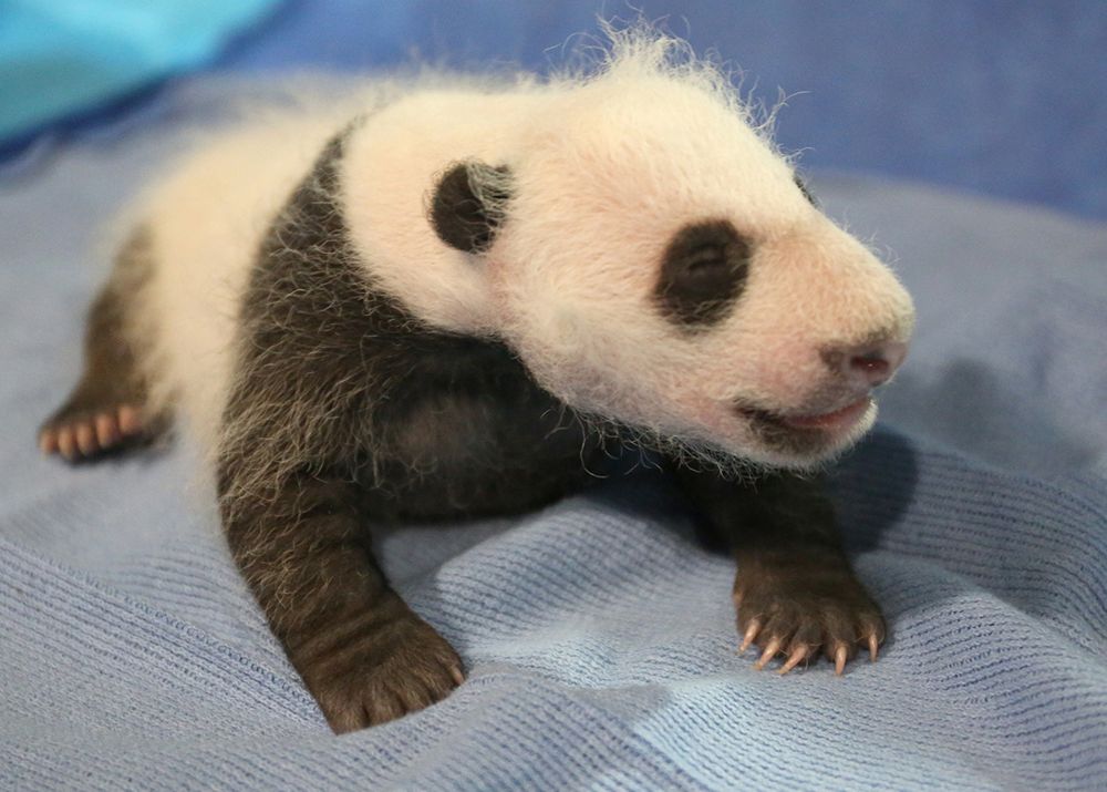New Video The Panda Cub Sneezes Hilarious At The Smithsonian Smithsonian Magazine