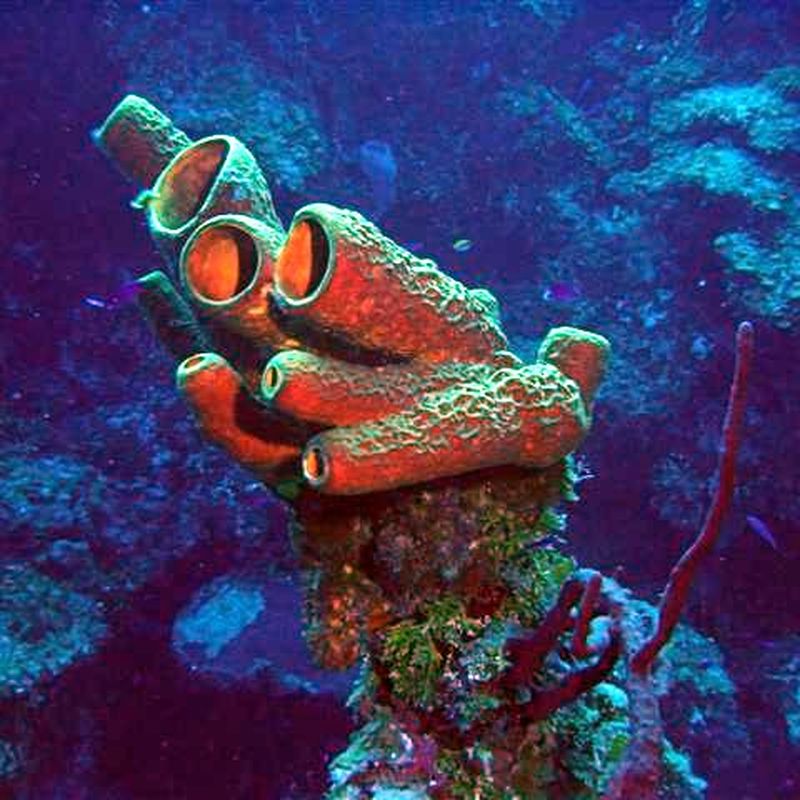 Possible ancestor of sponges found