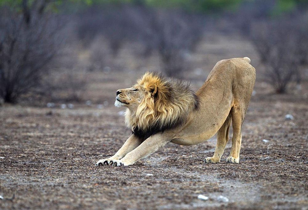 Panthera_leo_stretching_(Etosha,_2012).jpg