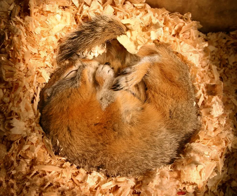 Arctic ground squirrel