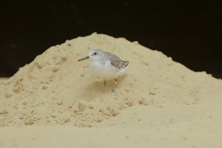 A sanderling, Aldrin, is one of the shorebirds being cared for by the Smithsonian's National Zoo's Bird House team.