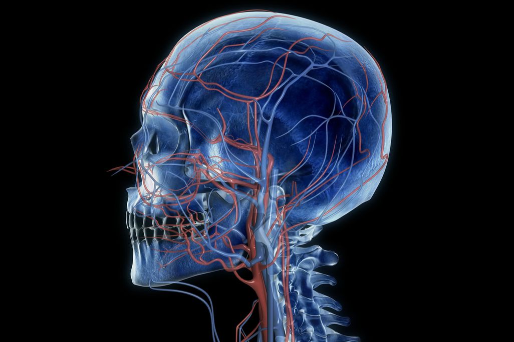 blood vessels 