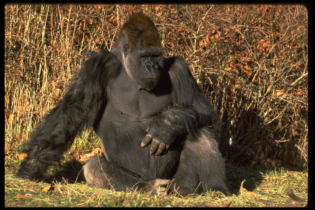 gorilla