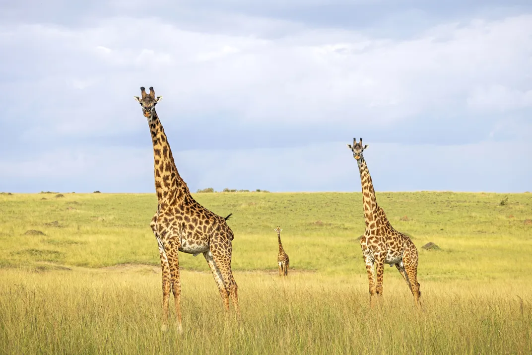 Three giraffes