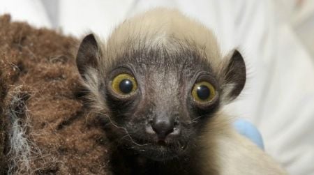 ‘Beatrice the Swabia’ is a baby Coquerel’s sifaka