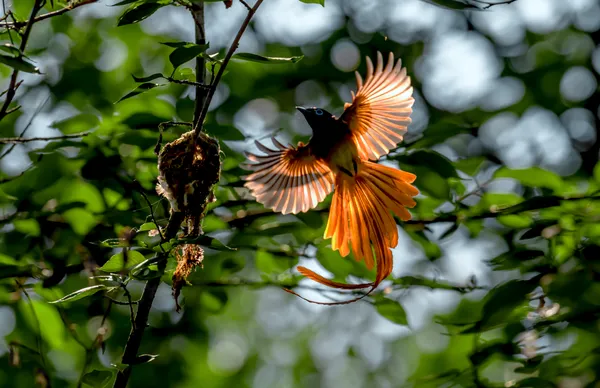 The Angel in the Forest thumbnail