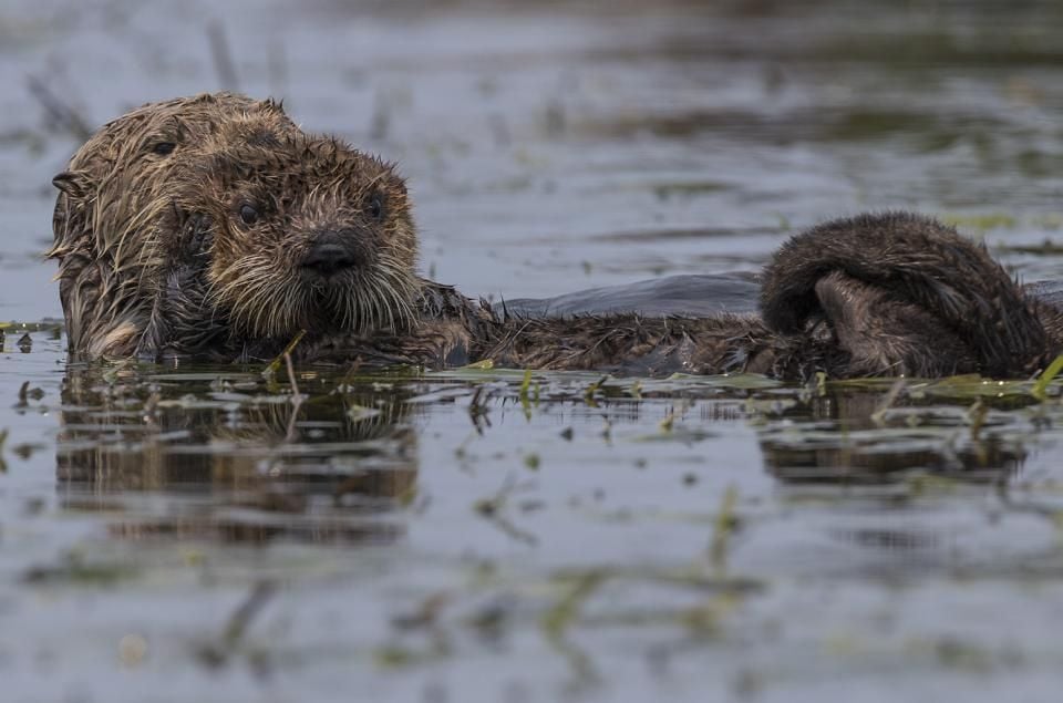 Parasite Spread by House Cats Is Killing California’s Sea Otters