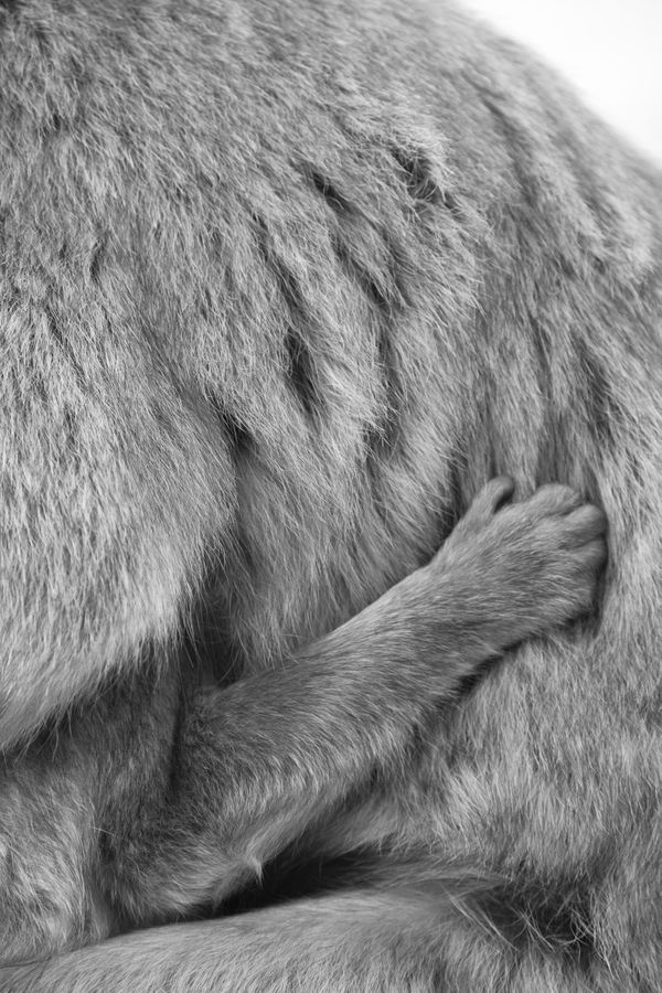 Portrait of a Baby Barbary Macaque Holding on to His Mom thumbnail