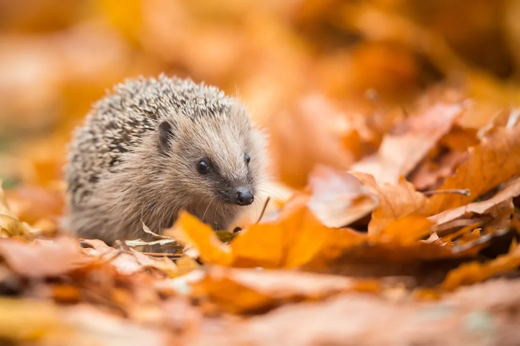 a hedgehog in fall leaves