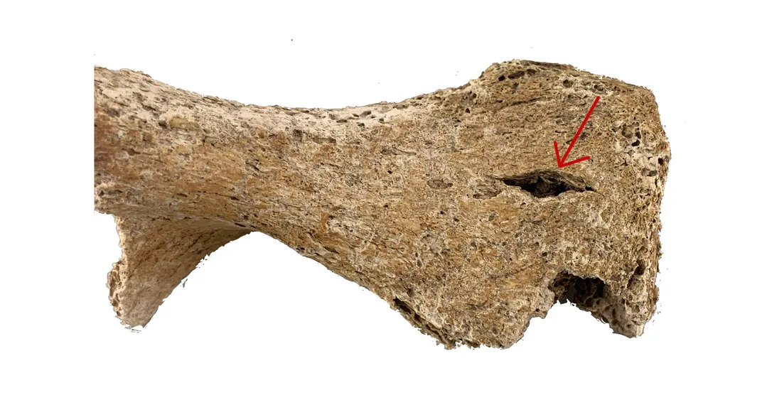 A bone with signs of physical trauma