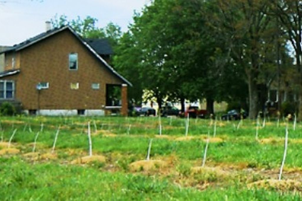 Soon this field in inner-city Detroit could be lined with maple trees.