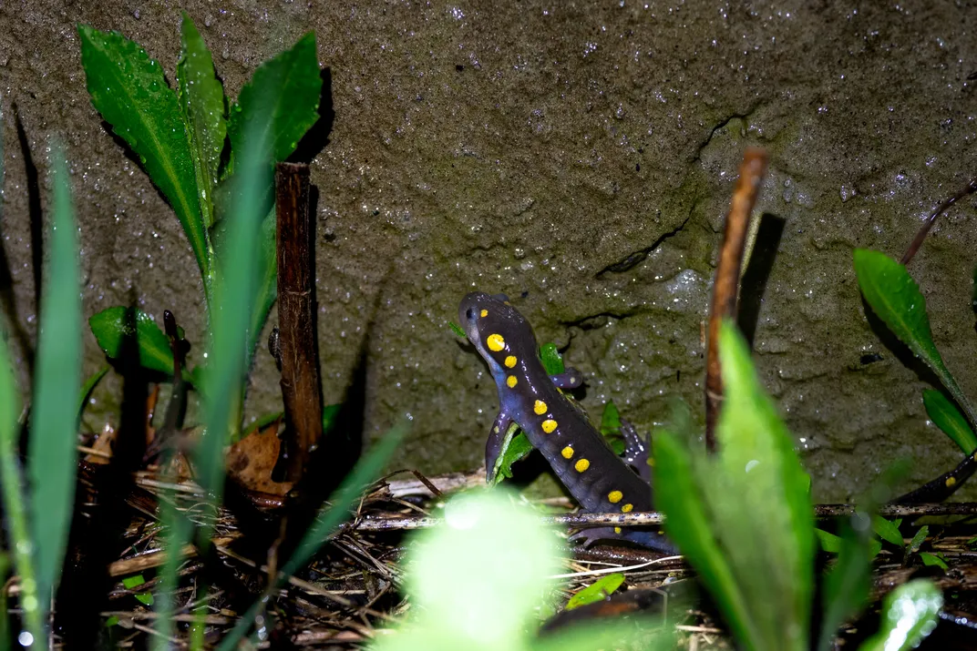 a salamander sits at the bottom of a wing wall