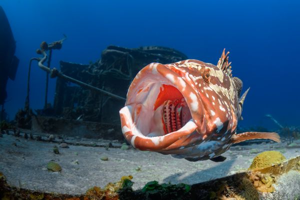 A grouper yawns on the wreck of the Tibbetts thumbnail