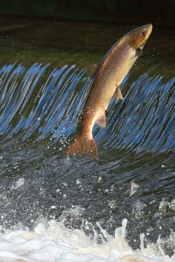 Leaping Salmon thumbnail