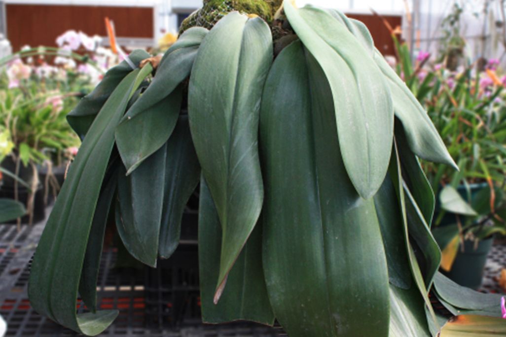 “Bucky’ and its large leaves