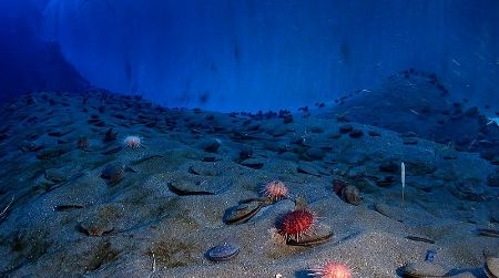 Beneath the seafloor, there is an ecosystem of microbes living in the oceanic crust, independent of sunlight. Here, the seafloor of McMurdo Sound in Antarctica.