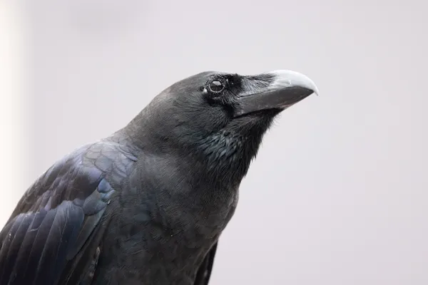 Portrait of a Large-billed Crow thumbnail