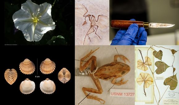 Collections at the Smithsonian's National Museum of Natural History that are similar to objects in the show “Avatar: The Last Airbender.” (Smithsonian)