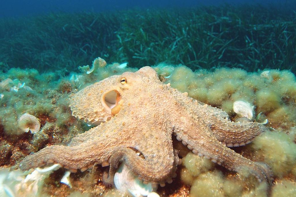 Common Octopus.jpg