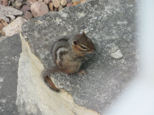 Rest of a Chipmunk thumbnail