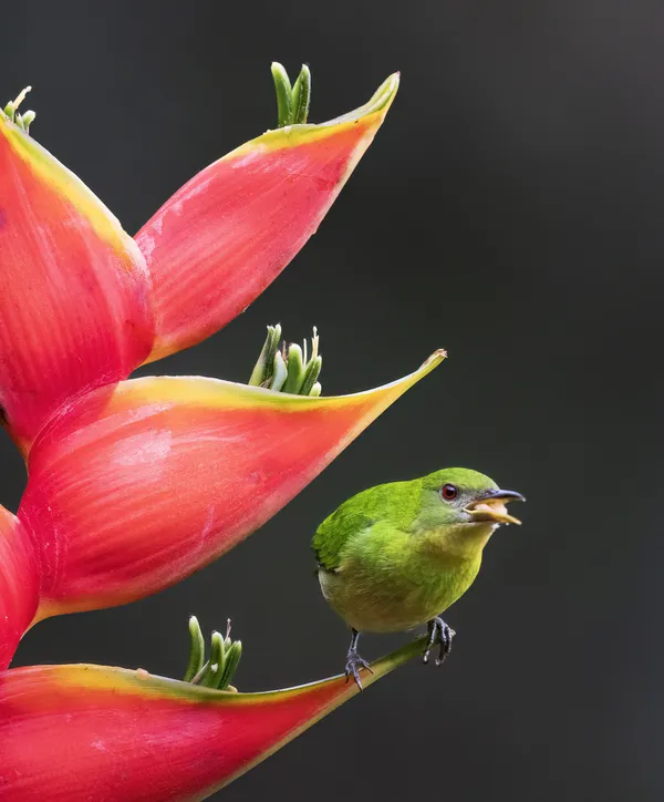 Female Green Honeycreeper and Heliconia Flowers II, Colombia thumbnail