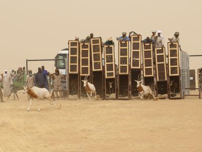 Scimitar-horned oryx being released into their holding pen in Chad last March
