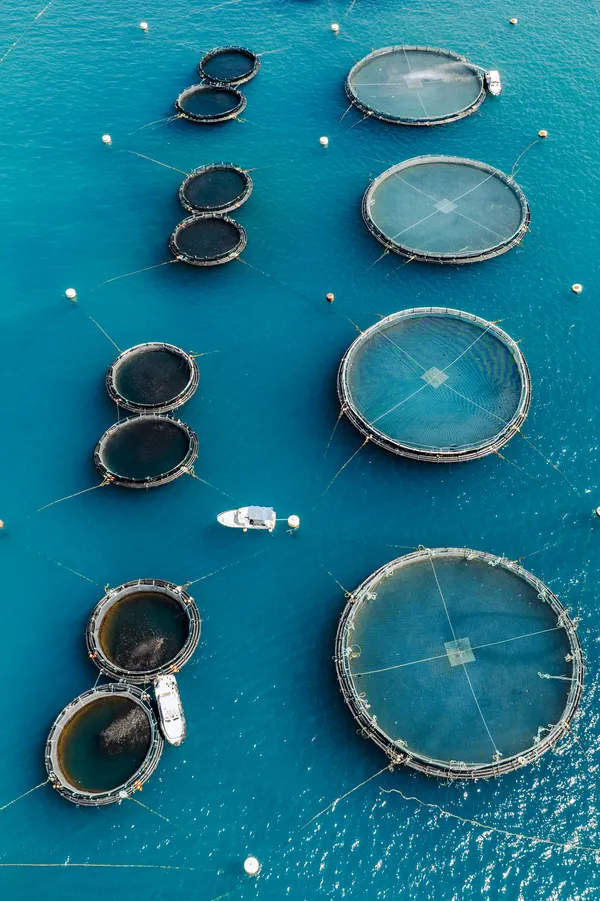 Blue Harvest thumbnail