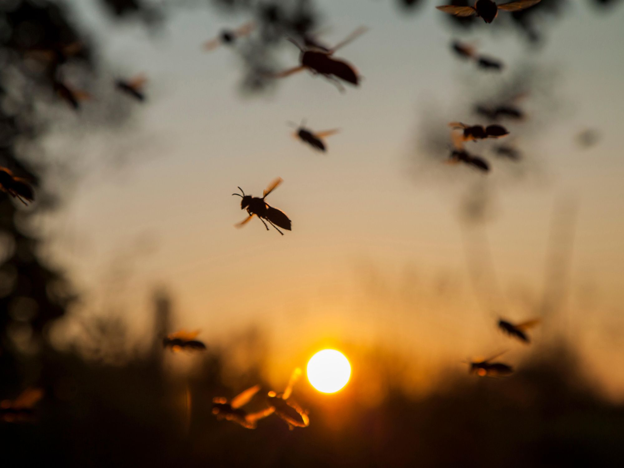 Over Three Quarters of Flying Insects Disappear From German Nature ...