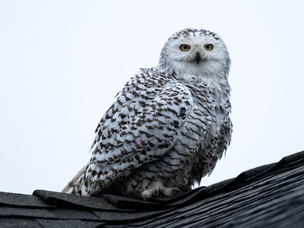 A snowy owl sits on top of a roof in Orange County, California