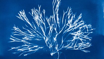 Stunning Seaweed Prints Capture Life Underwater