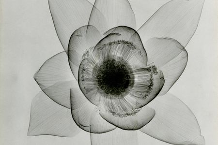 "Lotus, An X-ray" c. 1930's.