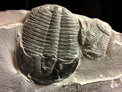 Fossil trilobites: We're good on oxygen, thanks.  