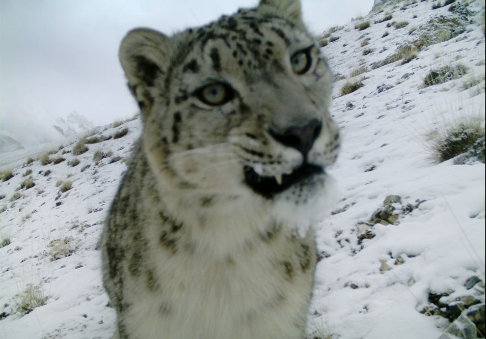 The Elusive Snow Leopard, Caught in a Camera Trap