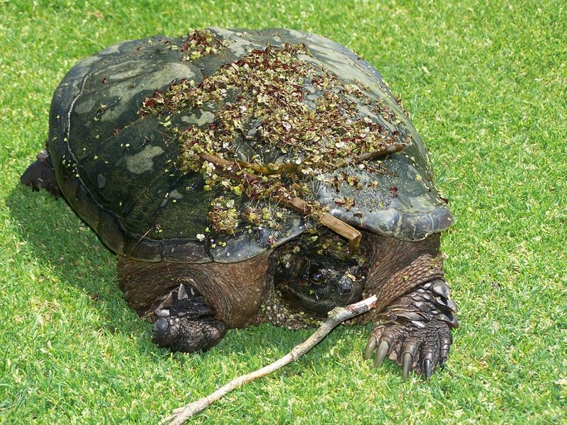 you can't see me! camouflaged snapping turtle on the golf course