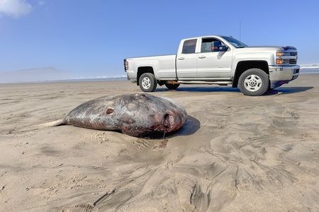 The behemoth carcass has attracted lots of curious onlookers to&nbsp;Gearhart Beach.