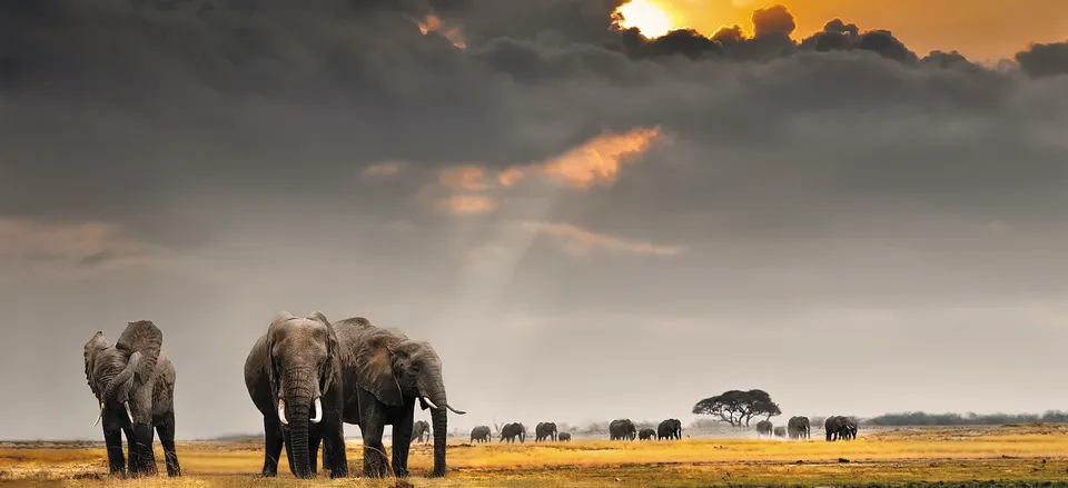  Elephants on the savanna 