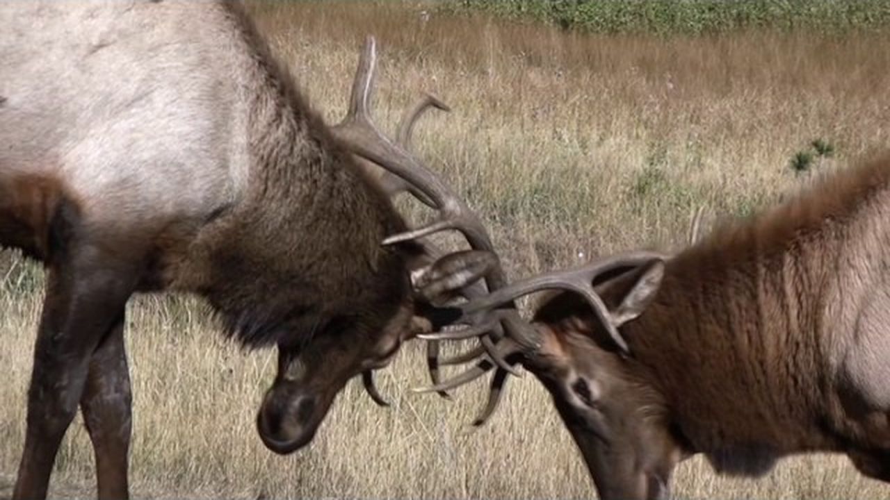 Preview thumbnail for The Call of the Elk