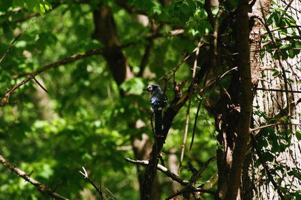 Blue jay thumbnail