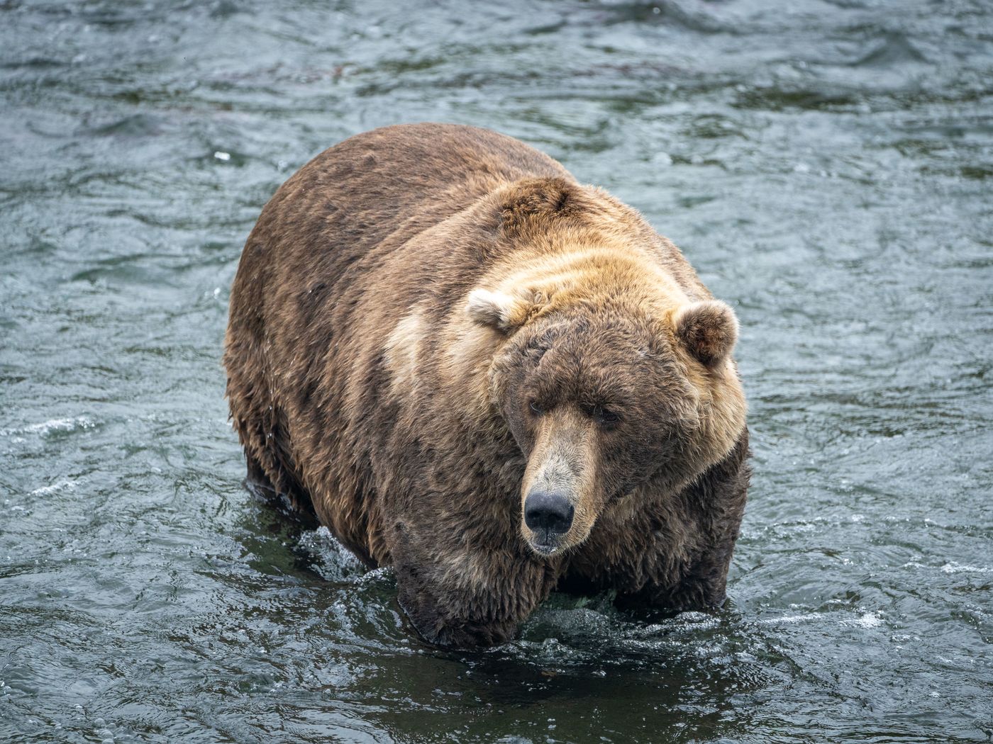 Fat Bear Otis Katmai National Park