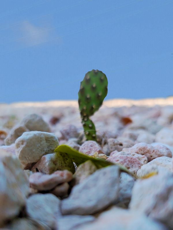 cactus thumbnail