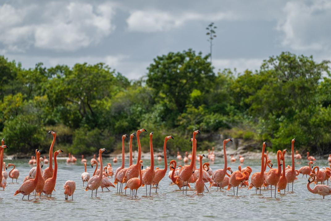 Pink Festival Smithsonian Photo Contest Smithsonian Magazine