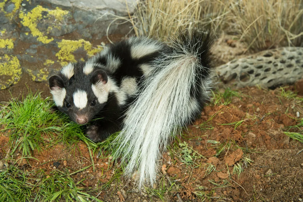 spotted skunk