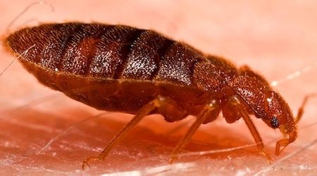 A new study shows that over-the-counter products sold to eradicate the bed bug, shown feeding above, are relatively ineffective