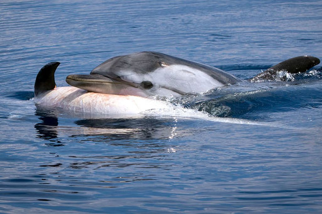 Dolphin Grief