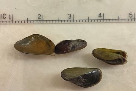 The golden mussel is an invasive freshwater bivalve recently discovered near the Port of Stockton in California.&nbsp;