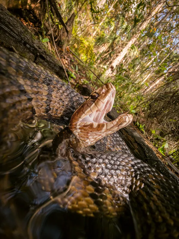 Defensive Glory in the Swamp thumbnail