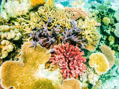 It’s hard to smell them underwater, but corals, like all living things, release a range of volatile chemicals.