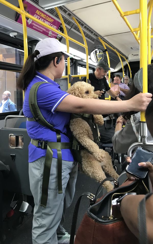 Fur Baby Aboard Bus thumbnail